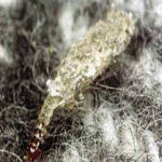 Textile Pests