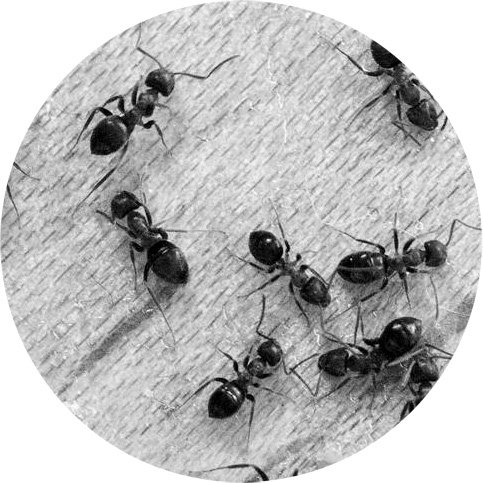 Ant Pest Control Services