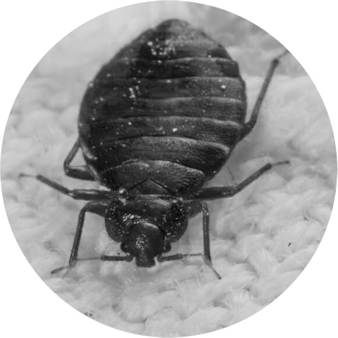 Bed Bug Pest Control Services