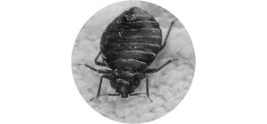 Bed Bug Pest Control Services