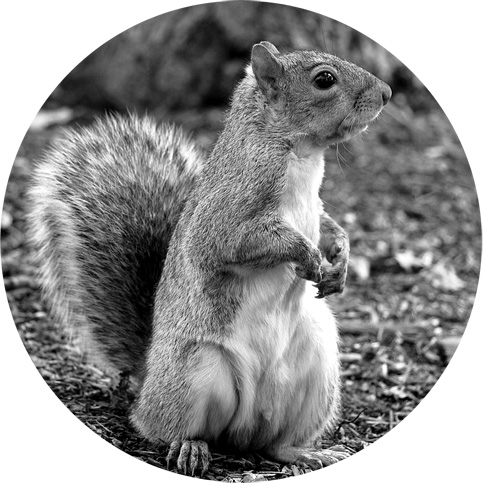 Squirrel Pest Control Services